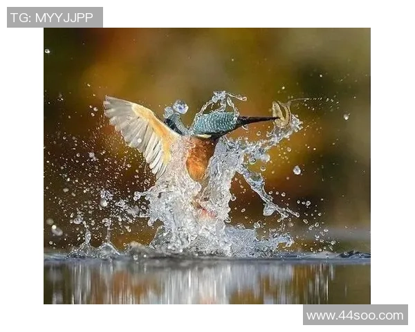 跳水运动的魅力：飞入水中的舞蹈篇